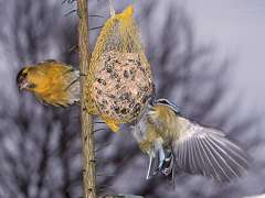 Siskin and Blue Tit