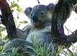 Wild Koala on Magnetic Island