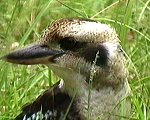 Kookaburra