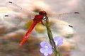 red dragon-fly