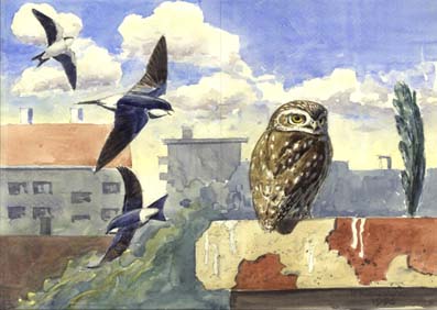 Vgel in unserer Stadt