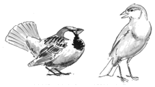 Balzendes Haussperlingsmännchen