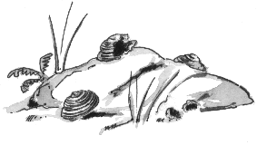 Schneckenschmiede der Singdrossel