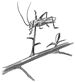 Vom Neuntöter aufgespiesster Grashüpfer