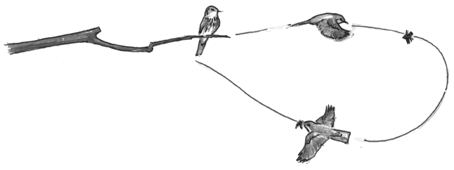 Grauschnäpper im Fangflug