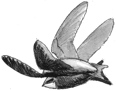 im Fluge kopulierender Mauersegler