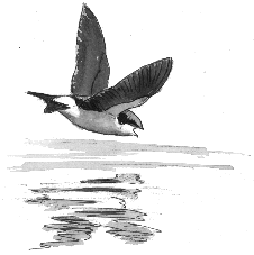 trinkende Mehlschwalbe