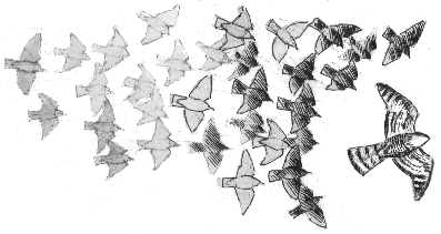 Starenschwarm jagt einen Sperber