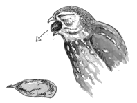 Steinkauz beim Auswürgen eines Speiballens