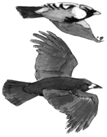 Nebel- und Saatkrähe im Flug