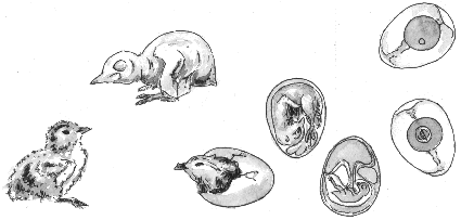 Entwicklungsphasen eines Vogeleies