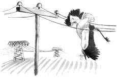 Vogel im Hochspannungsdraht