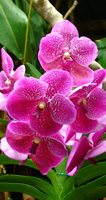 Orchidee