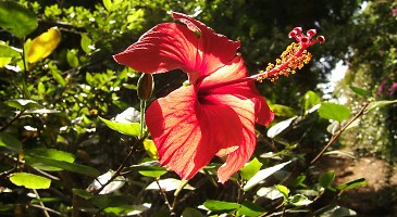 Hibiskus