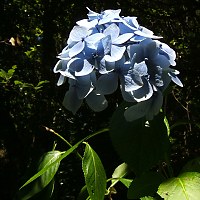 Blaue Hortensie