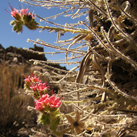 Teide Natternkopf