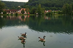 Itzelberger See mit Kanadagnsen