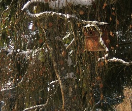 nest box