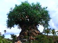 The Tree of Life