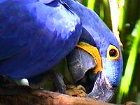 Hyacinth Macaw