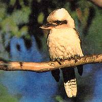 Junger Kookaburra