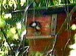 bird leaves nest box