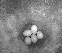 5 Eier im Nest