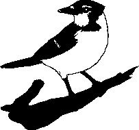 drawing of a Great Tit