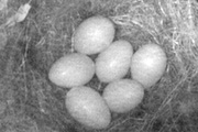6 Eier