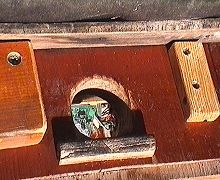 view from nest box front