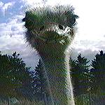 Vogel Strauss im Park