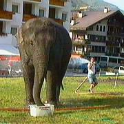 Elefant in Samnaun