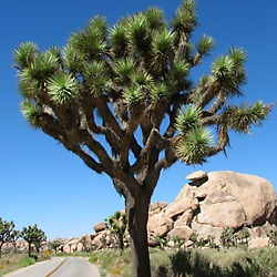 Joshua Tree