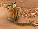 Colorado Chipmunk