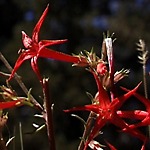 Blumen im Bryce Canyon N.P.