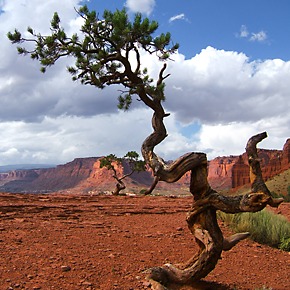 Capitol Reef N.P.