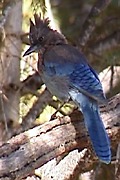 Steller's Jay