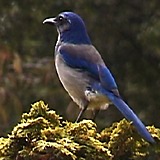 Mountain Bluebird