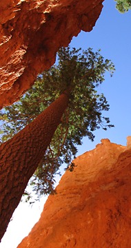 Bryce Canyon N.P.