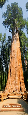 General Sherman Tree