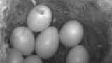 7 Eier