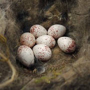 Eier wieder im Nest