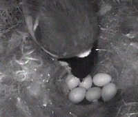 6 eggs in the nest (2008/04/18)