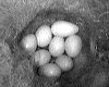 nest with 8 eggs