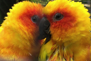 gelb-orange Papageien